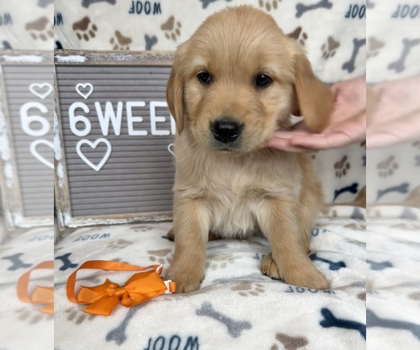 Medium Photo #4  Breeder Profile in TONASKET, WA, USA