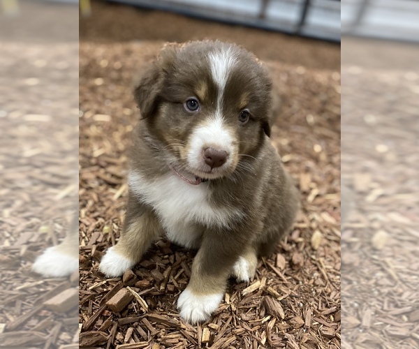 Medium Photo #4  Breeder Profile in MOUNT PERRY, OH, USA