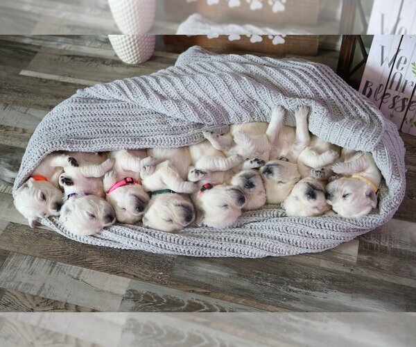 Medium Photo #41  Breeder Profile in URBANA, OH, USA