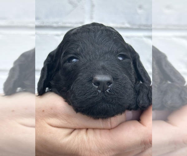 Medium Photo #43  Breeder Profile in POWELL, TN, USA