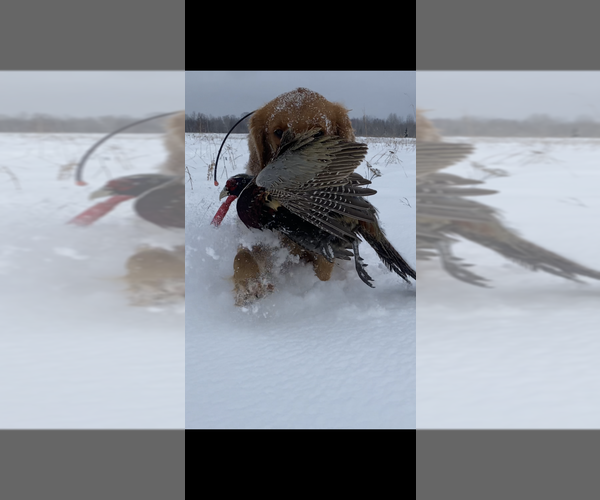 Medium Photo #6  Breeder Profile in BRAINERD, MN, USA