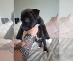 Small #9 Breeder Profile image