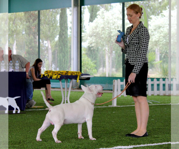 Medium Photo #1  Breeder Profile in BROOKLYN, NY, USA