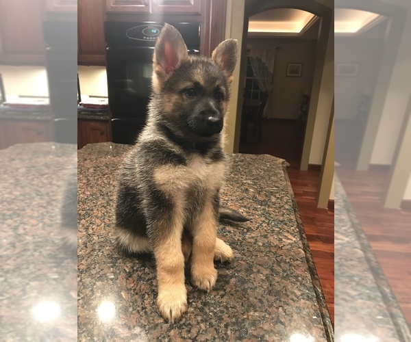 Medium Photo #1  Breeder Profile in ALTAMONT, IL, USA