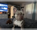 Small breeder photo
