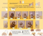 Small Photo #1  Breeder Profile in HERSHEY, PA, USA