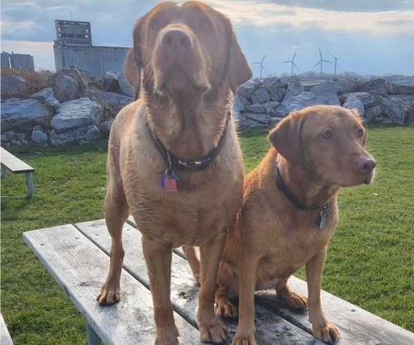 Medium Photo #50  Breeder Profile in BUFFALO, NY, USA