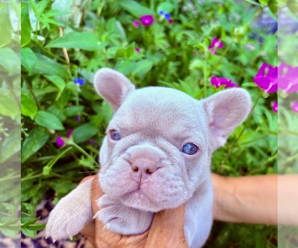 Medium Photo #1  Breeder Profile in FENTON, MO, USA