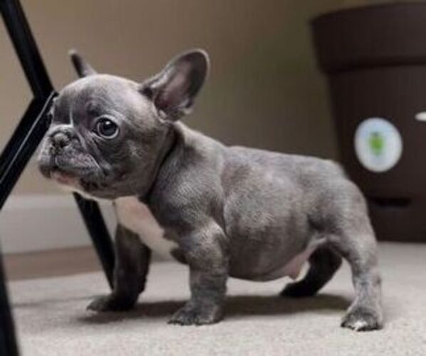 Medium Photo #1  Breeder Profile in SACRAMENTO, CA, USA