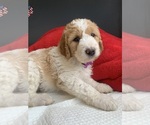 Small #5 Breeder Profile image