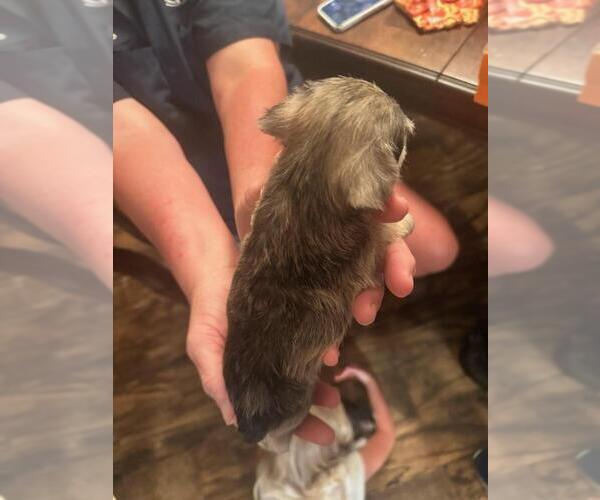 Medium Photo #15  Breeder Profile in OCILLA, GA, USA