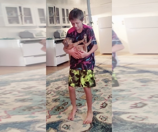 Medium Photo #19  Breeder Profile in ALBA, TX, USA