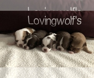 Main photo of Chihuahua Dog Breeder near NORWICH, CT, USA