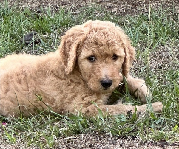 Medium Photo #2  Breeder Profile in MILLRY, AL, USA