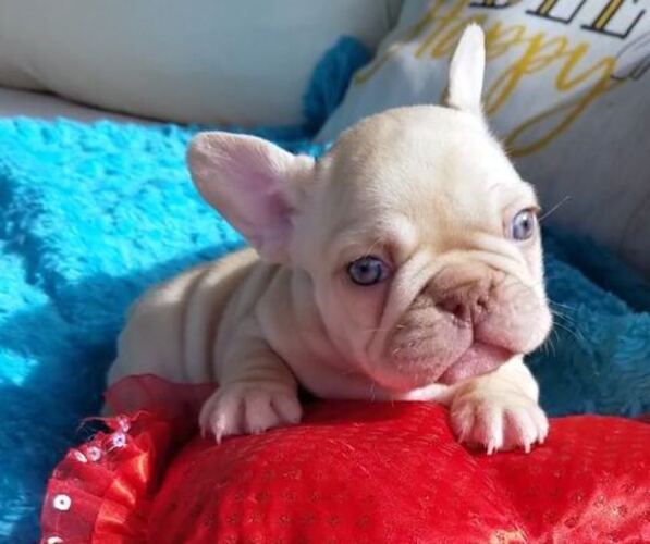 Medium Photo #4  Breeder Profile in LAS VEGAS, NV, USA