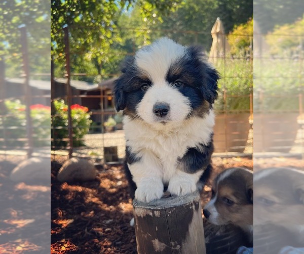 Medium Photo #3  Breeder Profile in ESPERANCE, NY, USA