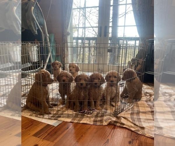 Medium Photo #5  Breeder Profile in MARINA DEL REY, CA, USA