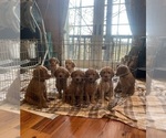 Small #4 Breeder Profile image