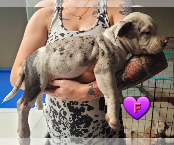 Medium Photo #1  Breeder Profile in SPRING HILL, FL, USA