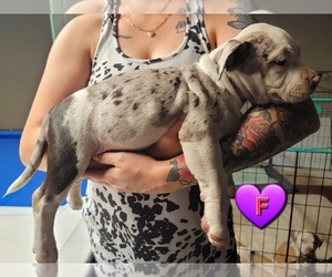American Bully Dog Breeder in SPRING HILL,  USA