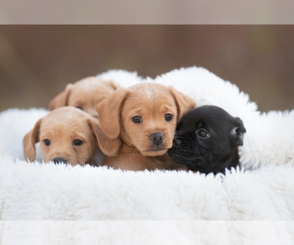 Medium Photo #2  Breeder Profile in ROANOKE, IL, USA