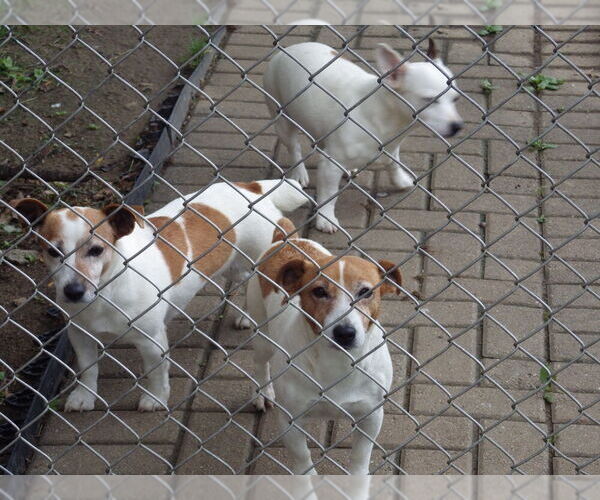 Medium Photo #3  Breeder Profile in CINCINNATI, OH, USA