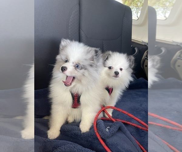 Medium Photo #11  Breeder Profile in NEW BRAUNFELS, TX, USA