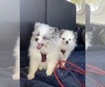 Small #10 Breeder Profile image