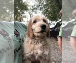Small #19 Breeder Profile image