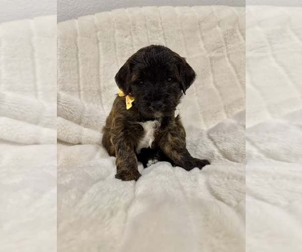 Medium Photo #5  Breeder Profile in SPICEWOOD, TX, USA