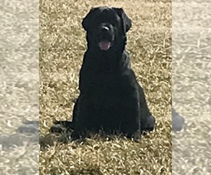 Labrador Retriever Dog Breeder in JAMESTOWN,  USA