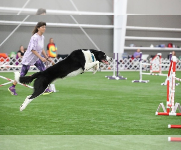 Medium Photo #10  Breeder Profile in FRANKFORT, IL, USA