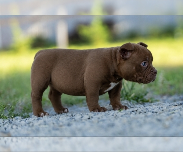 Medium Photo #7  Breeder Profile in PUYALLUP, WA, USA