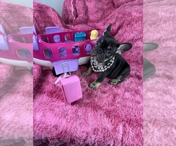 Medium Photo #1  Breeder Profile in JEFFERSONVILLE, IN, USA