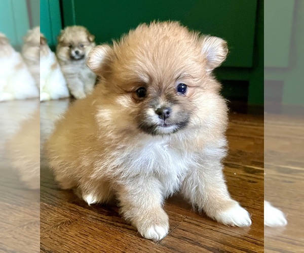 Medium Photo #1  Breeder Profile in STROUD, OK, USA