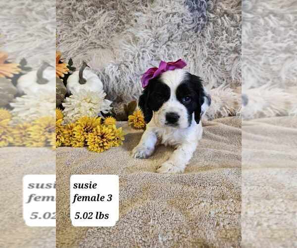 Medium Photo #5  Breeder Profile in SIOUX CENTER, IA, USA