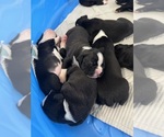 Small #11 Breeder Profile image