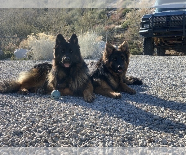 Medium Photo #17  Breeder Profile in PINON HILLS, CA, USA