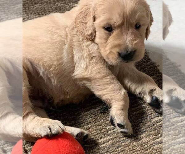 Medium Photo #1  Breeder Profile in LIMA, OH, USA