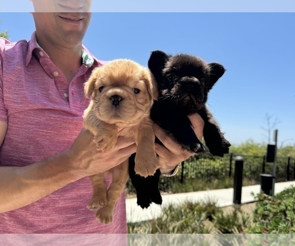 Medium Photo #5  Breeder Profile in SAN DIEGO, CA, USA