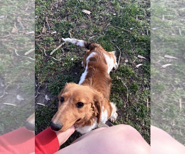 Medium Photo #6  Breeder Profile in MARSHFIELD, MO, USA