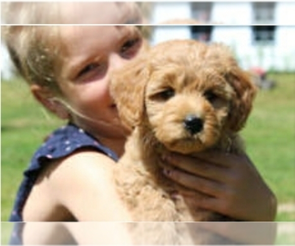Medium Photo #13  Breeder Profile in EVANS, GA, USA