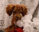 Small #13 Breeder Profile image