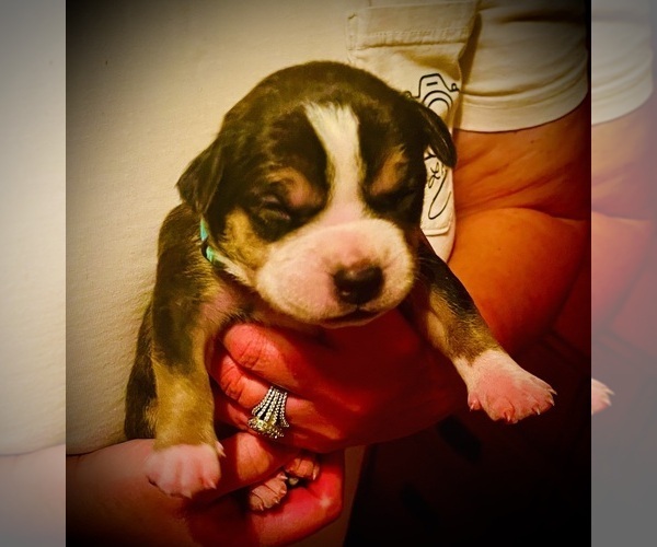 Medium Photo #13  Breeder Profile in FORT MITCHELL, AL, USA