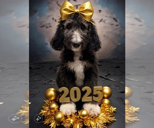 Medium Photo #4  Breeder Profile in MENIFEE, CA, USA