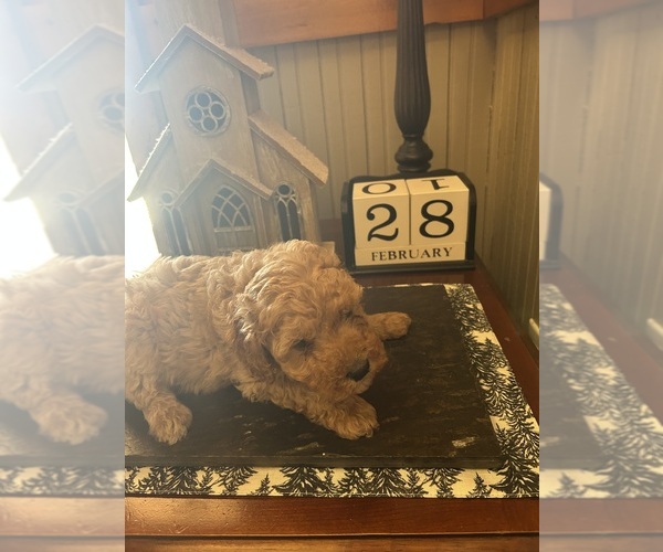 Medium Photo #3  Breeder Profile in ALBEMARLE, NC, USA