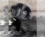 Small #32 Breeder Profile image