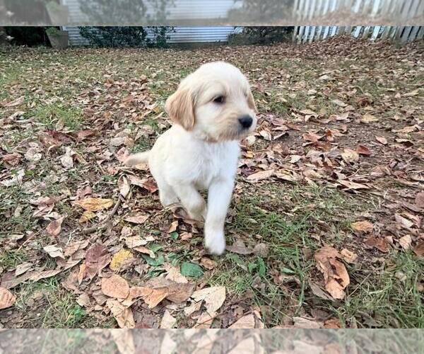 Medium Photo #33  Breeder Profile in MIDDLETOWN, OH, USA