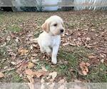 Small #32 Breeder Profile image