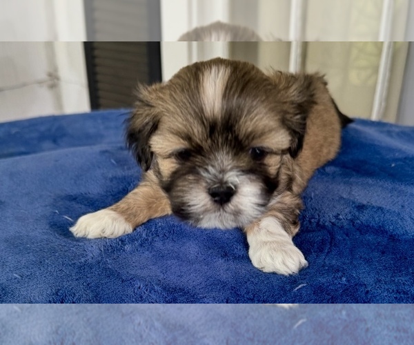 Medium Photo #1  Breeder Profile in JACKSON, MS, USA